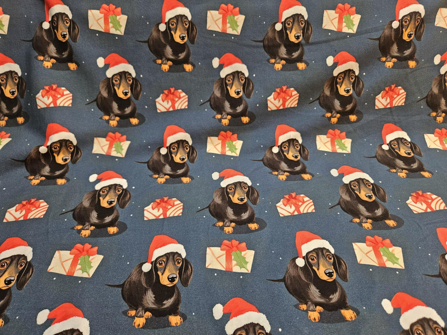 Chiots Dachshund de noël CL